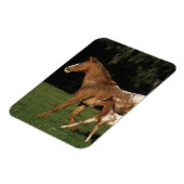 アパロオサマーレアンドフォール マグネット (左側)