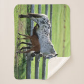 アパロオサマーレアンド子馬ホース シェルパブランケット (正面)