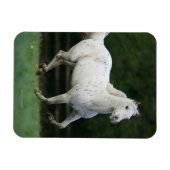 アパロオサランニングホースの1 マグネット (横)