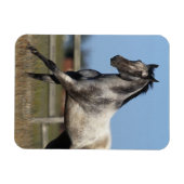 アパロオサランニングホースの3 マグネット (横)