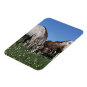 アパロオサ馬の放牧のグループ マグネット (左側)