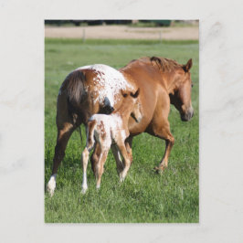 アパロオーサの馬の馬と馬 ポストカード