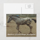 アパローサ/コロラド・レンジャー・サロブレッド・子馬II ポストカード (正面/裏面)