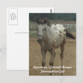 アパローサ/コロラド・レンジャー・トーブレッド・コルト ポストカード (正面/裏面)