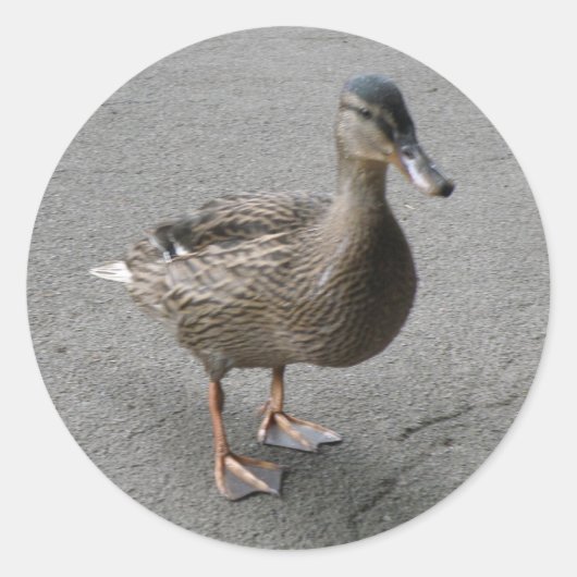 アヒルおもしろいのステッカー ラウンドシール (正面)