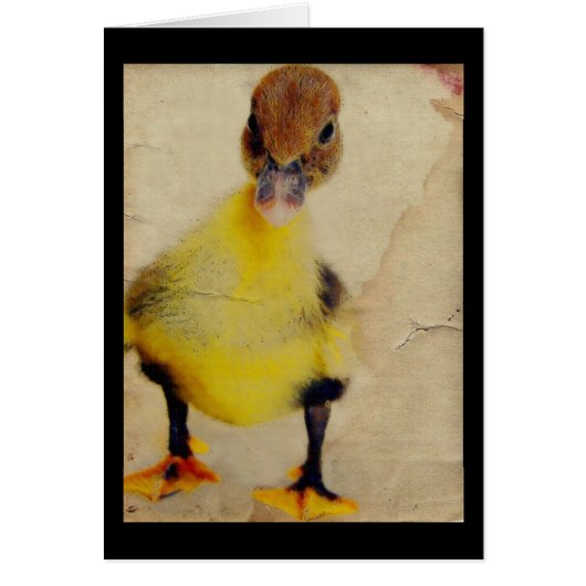 アヒルかわいらしク (正面)