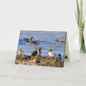 『アヒルがガ考えるチョウを見る』 カード (正面)