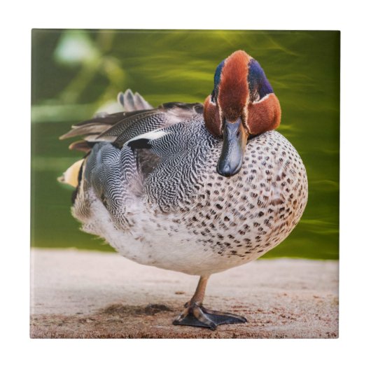 アヒルが脚を上げる タイル (正面)