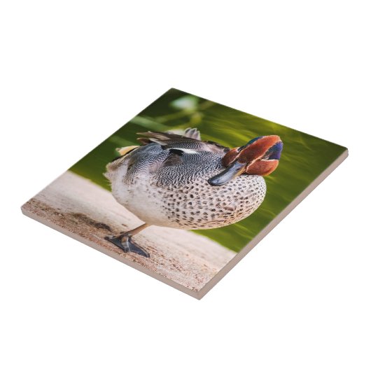 アヒルが脚を上げる タイル (側面)