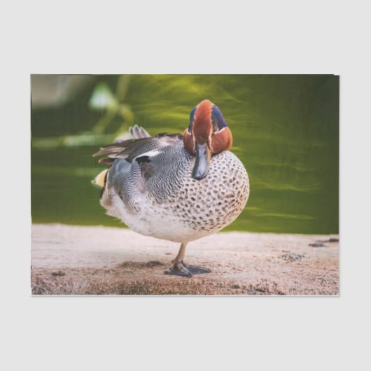 アヒルが脚を上げる 薄葉紙 (正面)