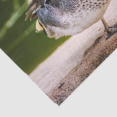 アヒルが脚を上げる 薄葉紙 (詳細)