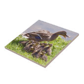 アヒルが草に生えている雌鴨のマガモ タイル (側面)