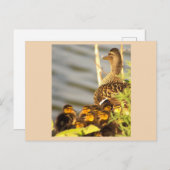 アヒルとアヒルの写真はがき シーズンポストカード (正面/裏面)