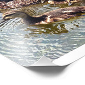 アヒルとアヒルの写真プリント フォトプリント            (角)