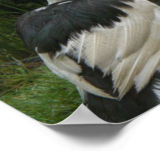 アヒルとアヒル ポスター (角)