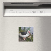 アヒルとムスコヴィ・アヒルの母親 マグネット (インサイチュ (食洗機))