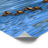 アヒルと一緒に泳ぐアヒル ポスター (角)