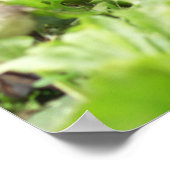 アヒルに囲まれた女性用マラルド ポスター (角)