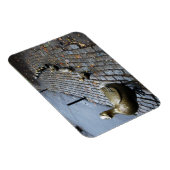 アヒルに道を開け!マグネット マグネット (右側)