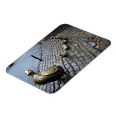 アヒルに道を開け!マグネット マグネット (左側)