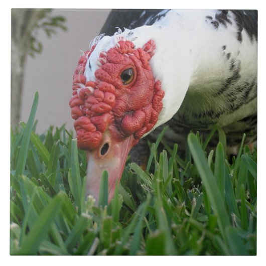 アヒルのクローズアップの写真の目 タイル (正面)