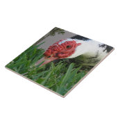 アヒルのクローズアップの写真の目 タイル (側面)