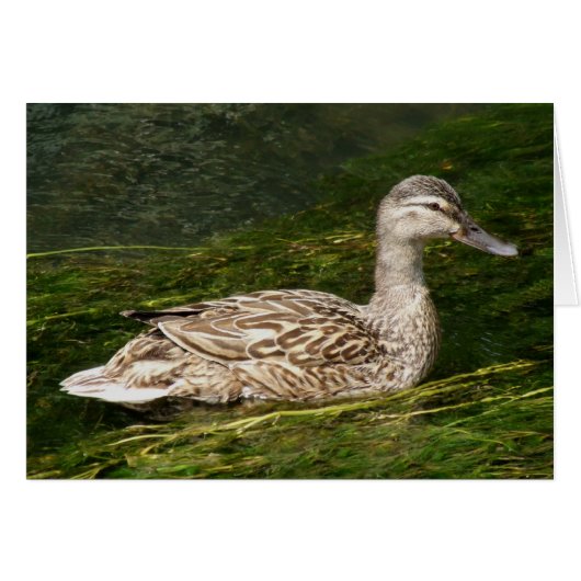 アヒルのグリーティングカード (正面横)