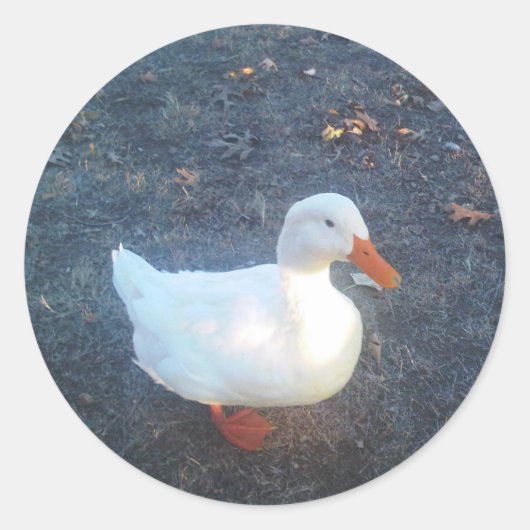 アヒルのシール ラウンドシール (正面)