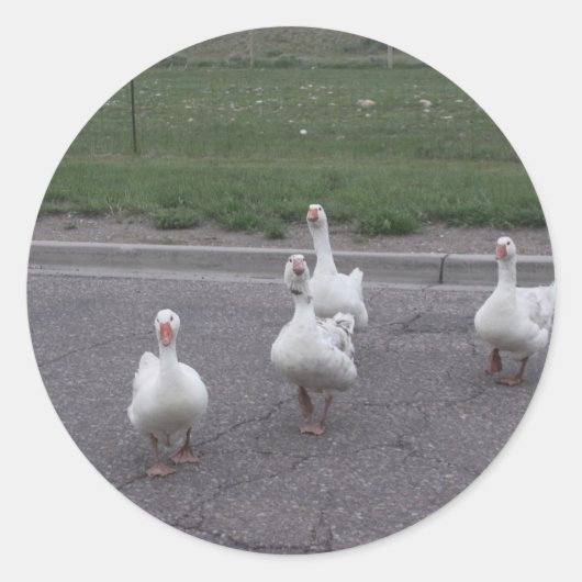 アヒルのシール ラウンドシール (正面)