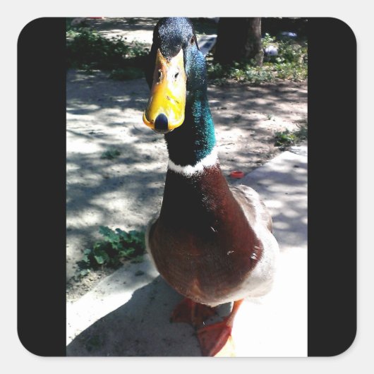 アヒルのステッカー スクエアシール (正面)