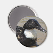 アヒルのスピードを上げる マグネット (正面/裏面)