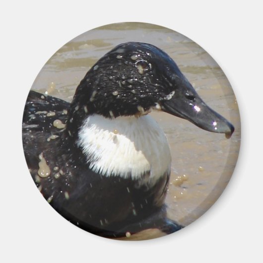 アヒルのスピードを上げる マグネット (正面)