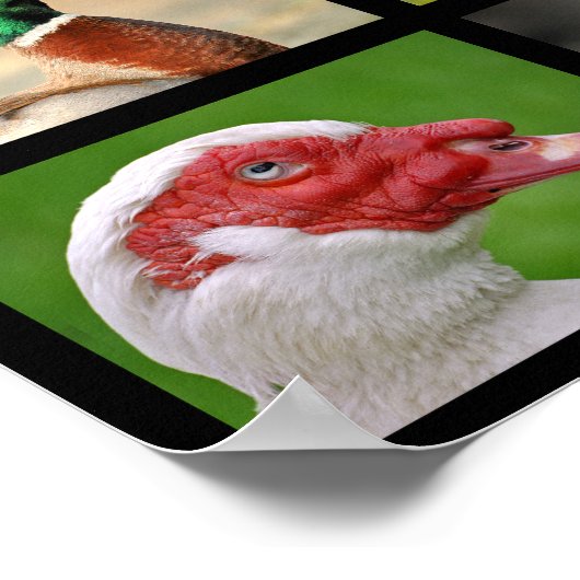 アヒルのモザイク写真 ポスター (角)