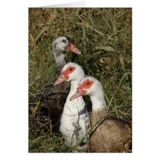 アヒルの三つ (正面)