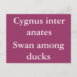 アヒルの中の白鳥 – ラテン引用文 ポストカード