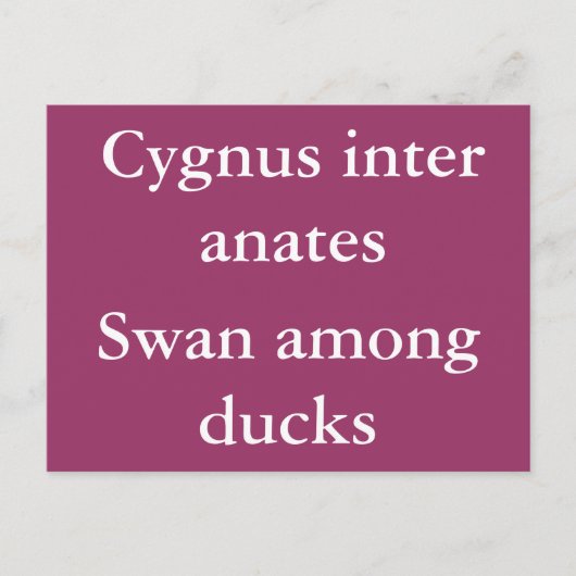 アヒルの中の白鳥 – ラテン引用文 ポストカード (正面)