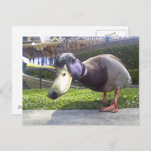 「アヒルの出会い」 ポストカード (正面/裏面)