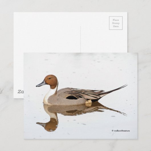 アヒルの反射 ポストカード (正面/裏面)