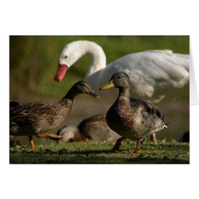 アヒルの大会 (正面横)