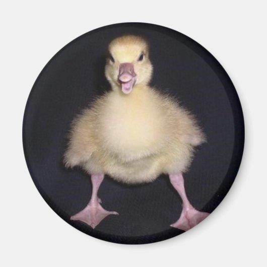 アヒルの姿勢 マグネット (正面)