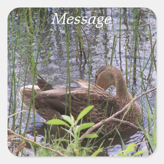 アヒルの手入れ スクエアシール (正面)