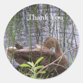 アヒルの手入れ ラウンドシール