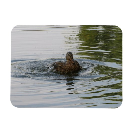 アヒルの揺れ尾 マグネット (横)