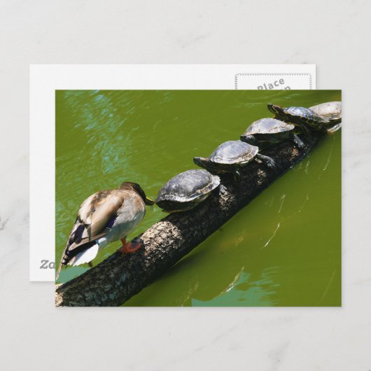 アヒルの木を越えようとする4匹のカメ ポストカード (正面/裏面)