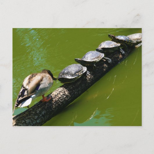 アヒルの木を越えようとする4匹のカメ ポストカード (正面)