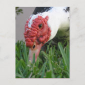 アヒルの目のクローズアップ写真 ポストカード (正面)