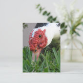 アヒルの目のクローズアップ写真 ポストカード (スタンド正面)