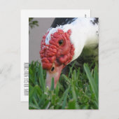 アヒルの目 - クローズアップ写真 ポストカード (正面/裏面)