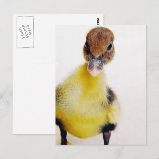 アヒルの筋肉 ポストカード (正面/裏面)