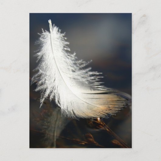 アヒルの羽 ポストカード (正面)